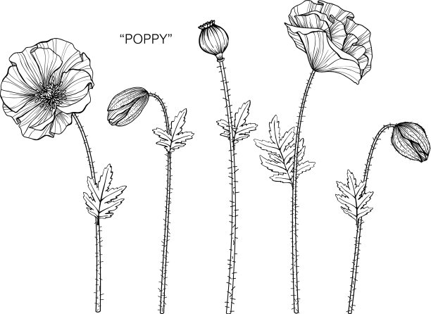 罂粟花和罂粟叶手绘植物图片下载