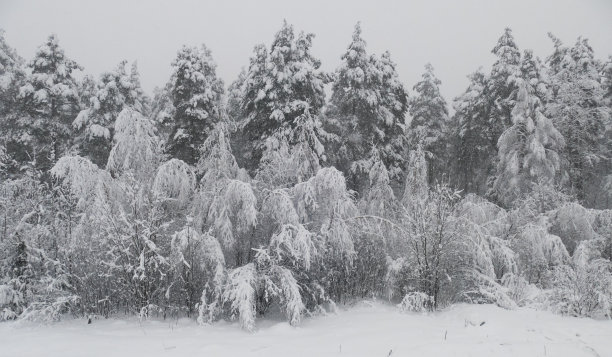 冬天的森林里有雪图片下载