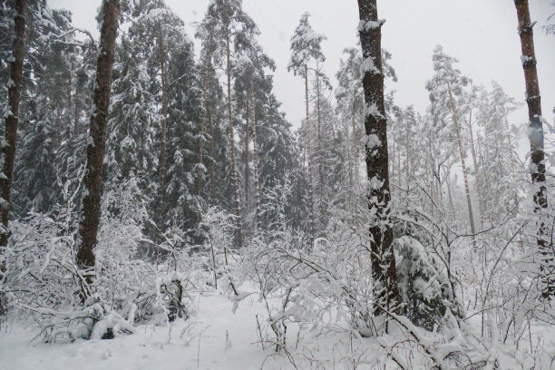 冬天的森林里有雪图片下载