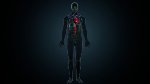 人体心脏的三维插图与动脉和静脉图片下载