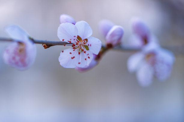 樱花樱花图片下载