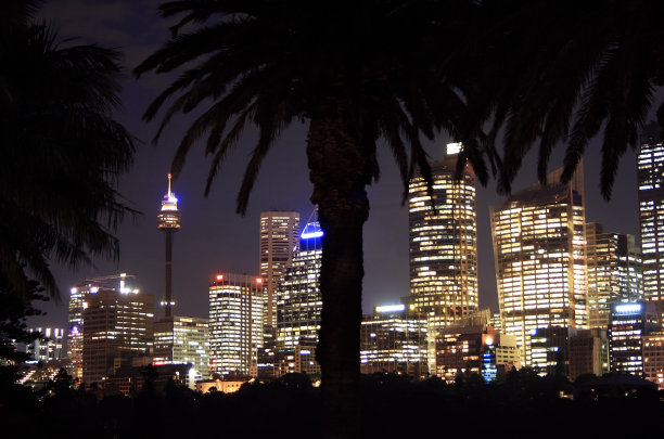 棕榈树后面的悉尼之夜图片下载