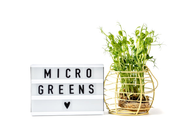 白色上分离的微绿植物。微型绿色蔬菜出售。维生素来自大自然。素食和健康的超级食品配送服务。图片下载