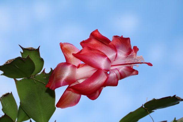 近距离的仙人掌斯伦贝谢树干花图片下载