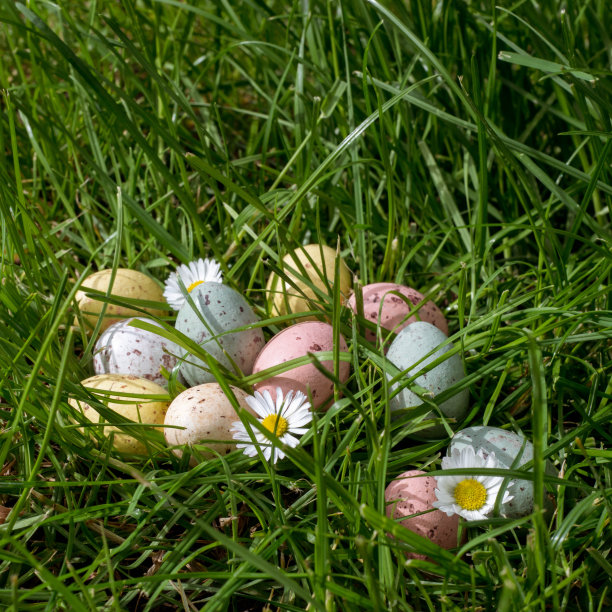 草地上有复活节彩蛋和雏菊图片下载