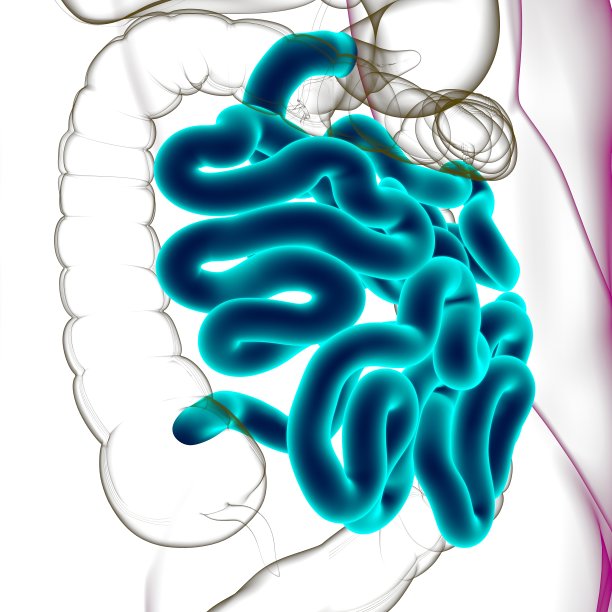 小肠3D插图人体消化系统解剖图片下载