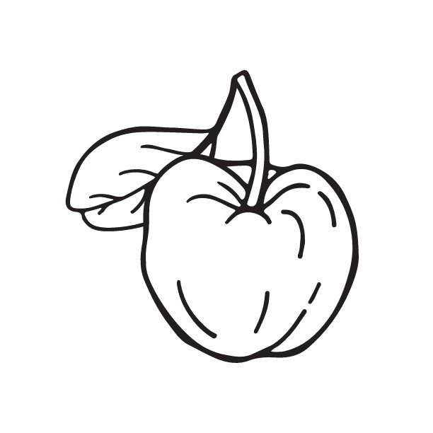 针叶果和叶。巴巴多斯樱桃。手绘矢量插图。图片下载