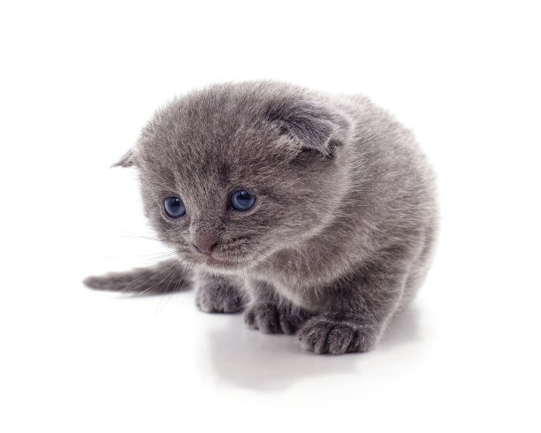 一只偷偷摸摸的小猫咪。图片下载