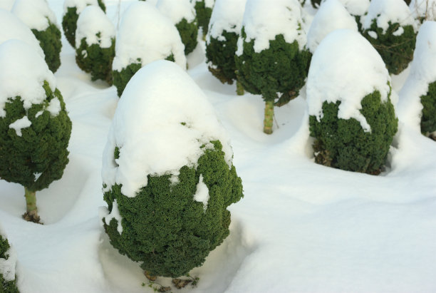 领域的羽衣甘蓝图片下载