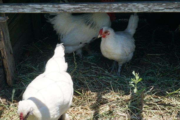 在有机农场，三只白色羽毛的母鸡从危险的木畜栏中走出来图片下载