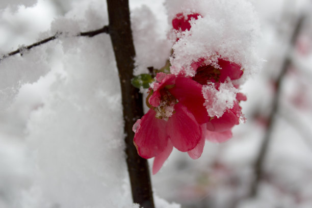 粉红色的花在冬天盛开图片下载