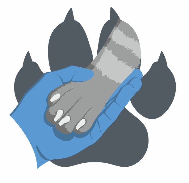 兽医的手在医疗手套轻轻握住一只狗的爪子在背景的狗的爪子的印记。爱狗的象征。动物学家。动物保护团体。矢量平面设计。图片下载