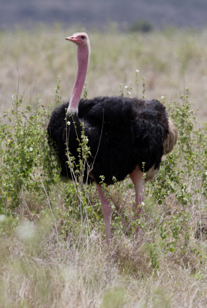 常见的鸵鸟图片下载
