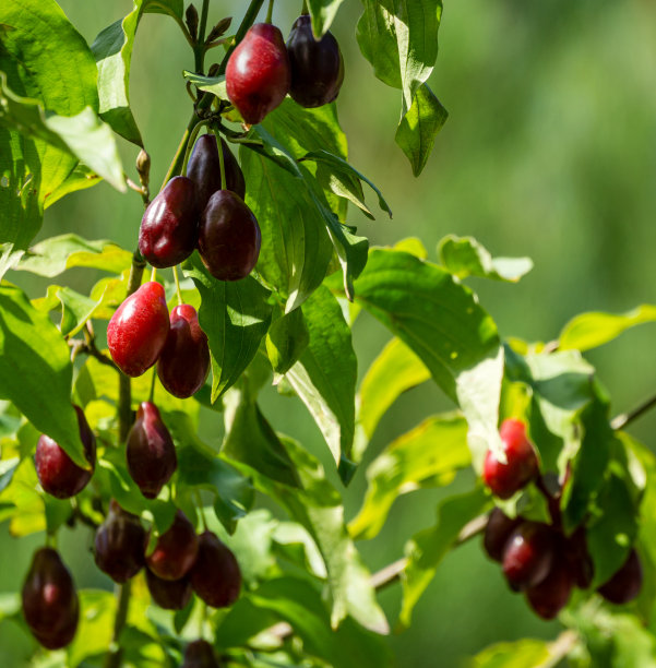 成熟的红山茱萸樱桃也在秋季花园山茱萸或山茱萸。山茱萸的果实挂在山茱萸的枝上。选择性的特写镜头的焦点。图片下载