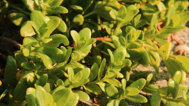 植物的叶子图片下载