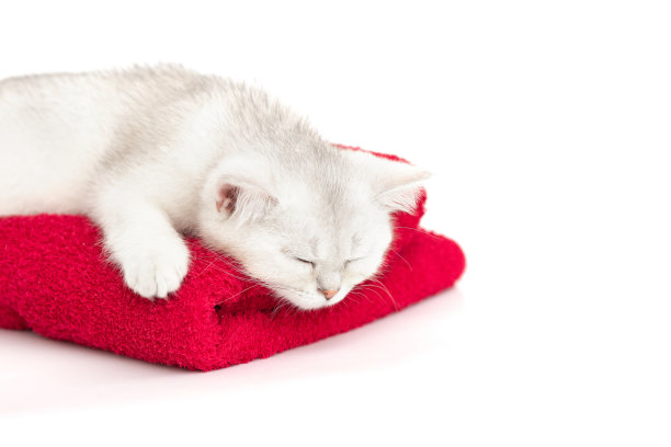 靠近可爱的白色小猫睡在一个红色的毛巾在白色的背景图片下载