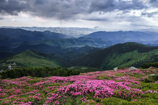 夏季山景。山地景观的壮丽照片与美丽的戏剧性天空。杜鹃花生长在岩石上。拯救地球。大自然重生的概念。图片下载