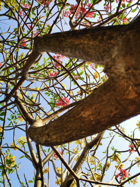鸡蛋花和蓝天图片下载