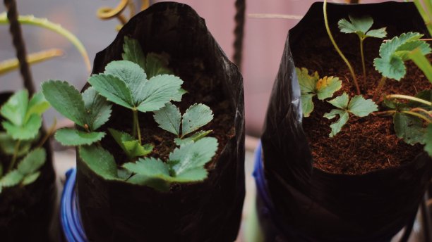 草莓的叶子图片下载