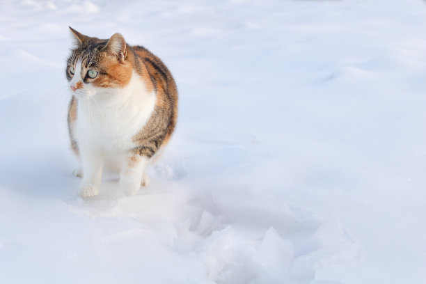 一只有趣的三色猫坐在雪地里图片下载