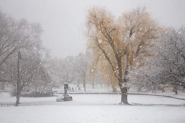在暴风雪中，波士顿公园的一棵树图片下载