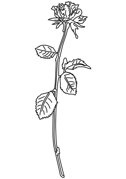 一枝玫瑰的线条艺术图片下载