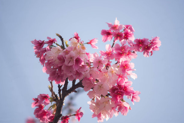樱花盛开在冲绳县那霸市的一个公园里图片下载
