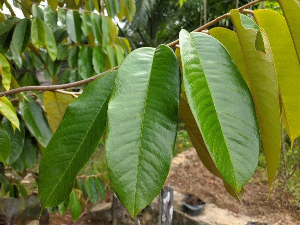 榴莲叶(Durio zibethinus)在热带自然婆罗洲图片下载