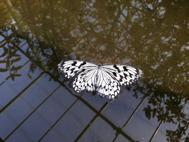 死法，落水(选择性聚焦)图片下载