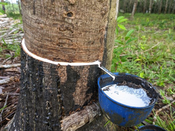 橡胶树轻叩，树液滴落洁白干净图片下载