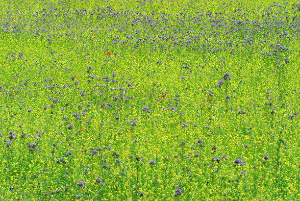 花-一个美丽的丰富多彩的全框的观点的田野的野花图片下载