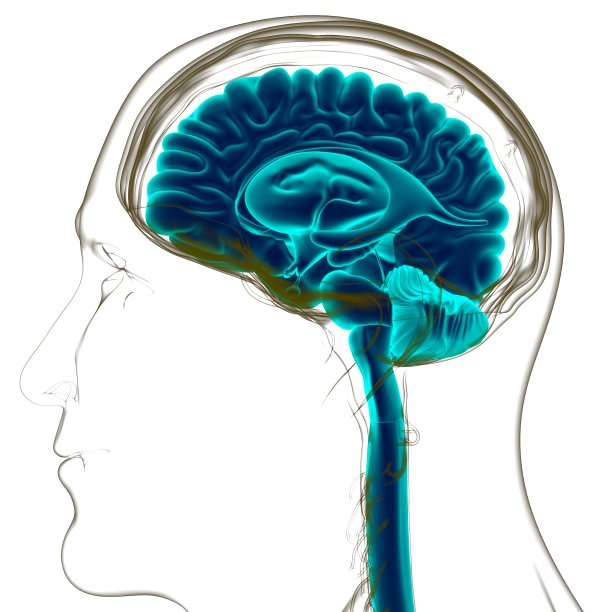 人体大脑解剖的医学概念3D图片下载