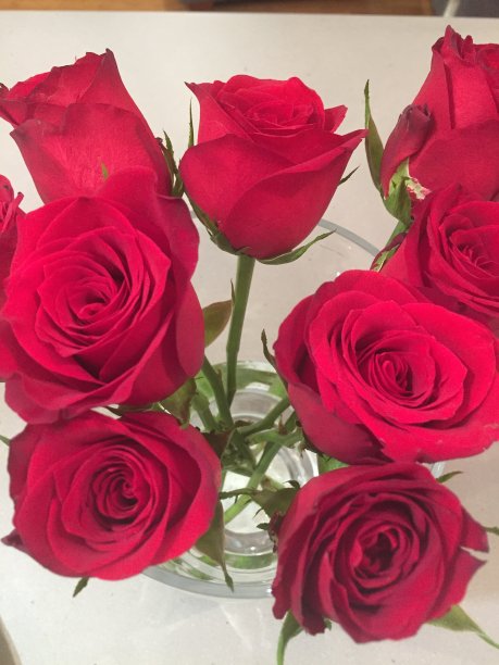 红玫瑰图片下载