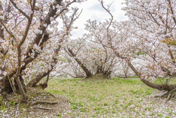 花园里的樱花图片下载