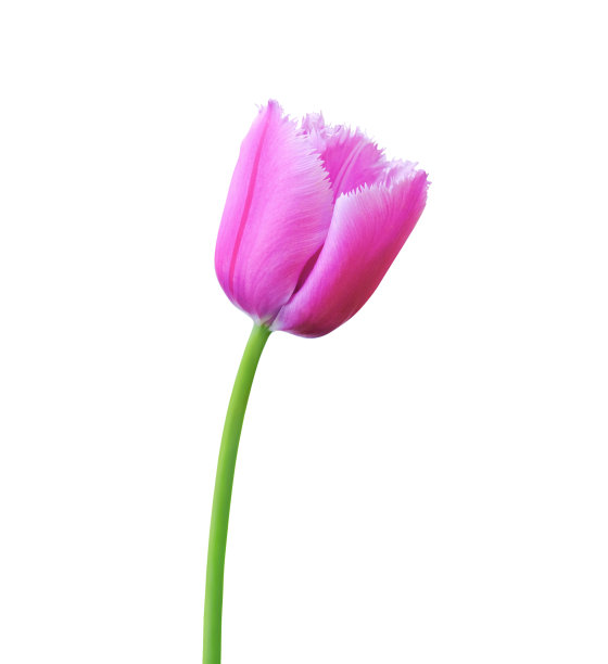 孤立在白色背景上的郁金香花图片下载