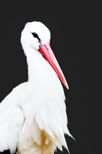 在黑暗背景下的白鹳的肖像图片下载