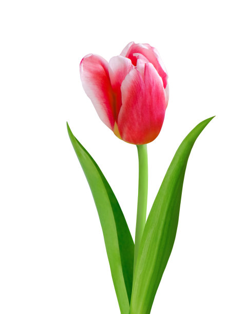 孤立在白色背景上的郁金香花图片下载