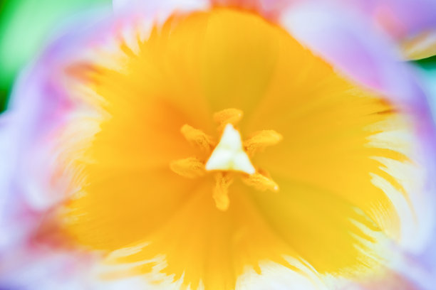 粉红色和橙色的郁金香花靠近中心。图片下载