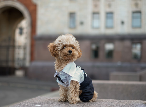 玩具狮子狗坐在户外肖像图片下载