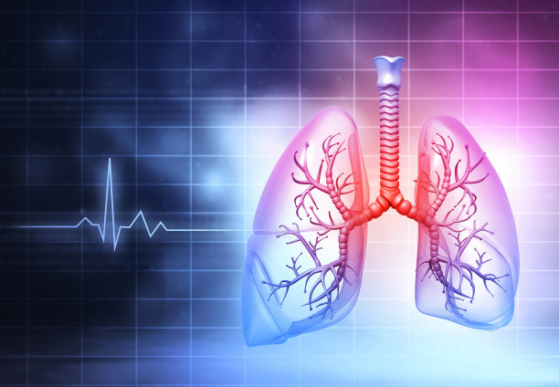 人类肺部解剖图片下载