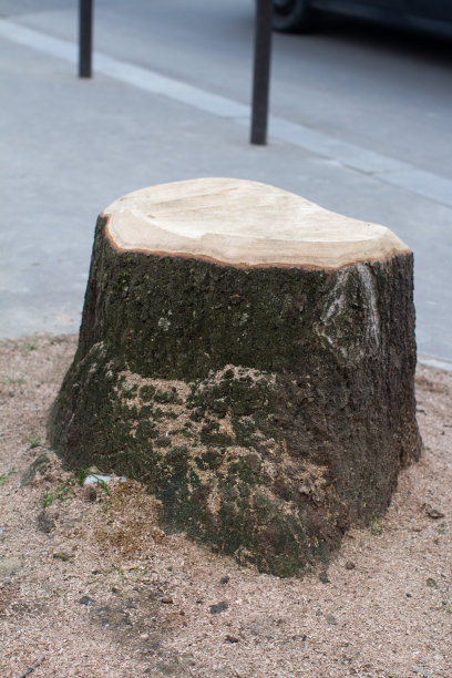 健康城市大树新砍表达城市弊端图片下载