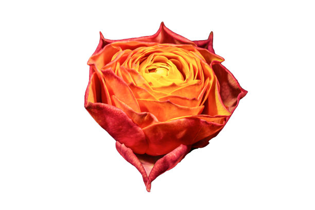 嫩红橙玫瑰花在一个透明的背景。美丽的开花植物头孤立在一个白色。图片下载