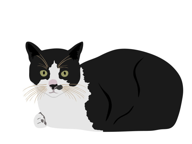 黑白相间的可爱猫图片下载