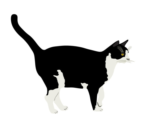 黑猫和白猫孤立在白猫上图片下载