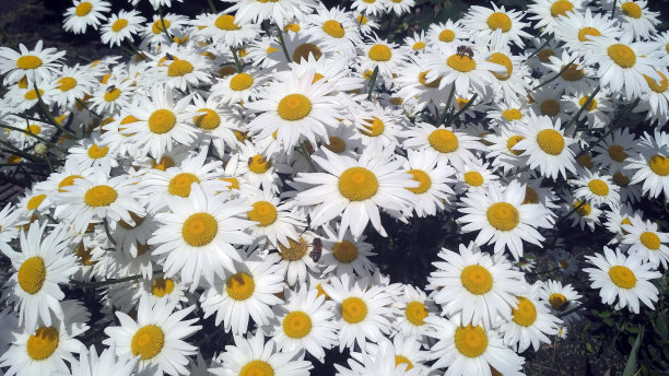 春天的洋甘菊草坪在盛开图片下载