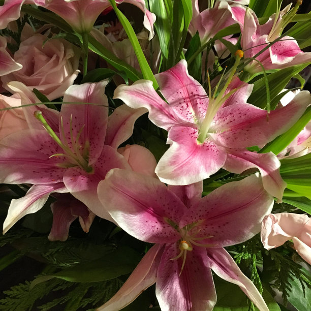 一束新鲜的粉色百合和玫瑰照片图片下载