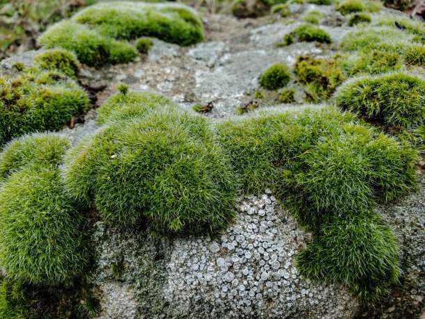 苔藓和地衣植被宏观细节在岩石上模糊的背景图片下载