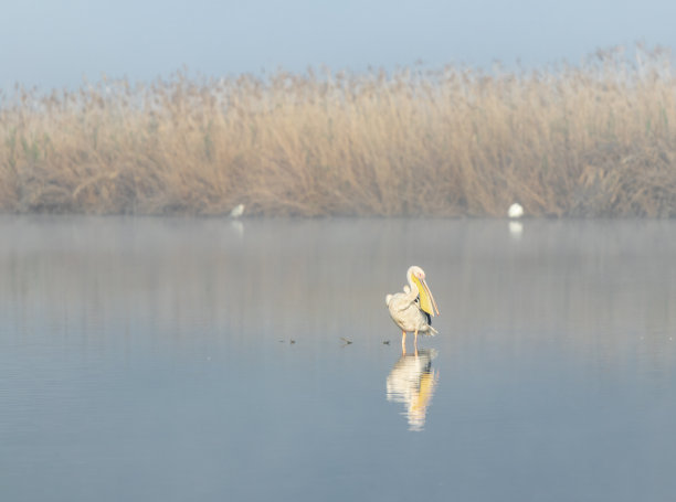 以色列北部呼拉湖自然保护区雾蒙蒙的冬日早晨，一只孤独的鹈鹕站在水中图片下载