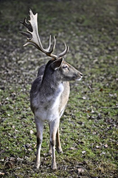 欧洲德国的小休耕鹿。图片下载