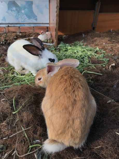 兔子吃蔬菜图片下载